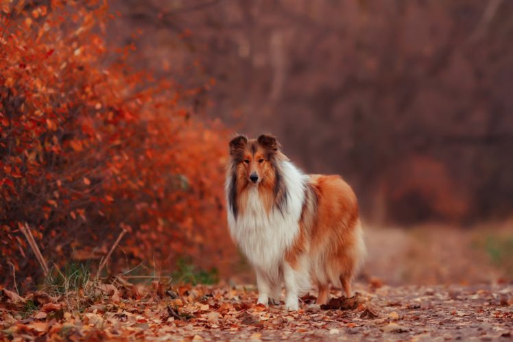 autumn, Leaves, Dog, Collie HD Wallpaper Desktop Background