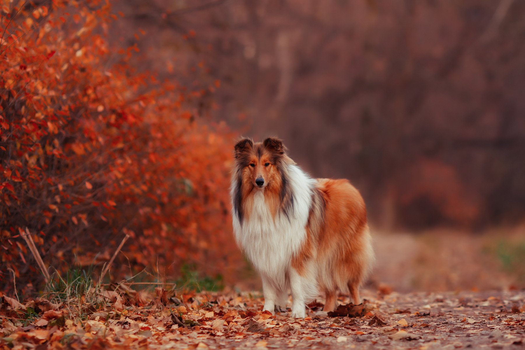 autumn, Leaves, Dog, Collie Wallpaper