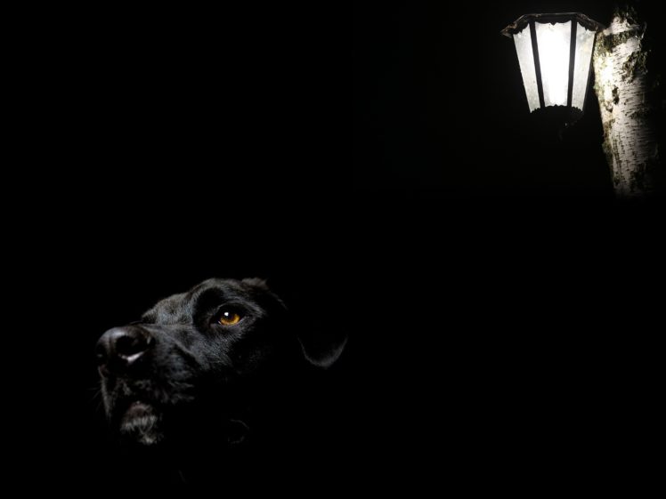 dog, Light HD Wallpaper Desktop Background