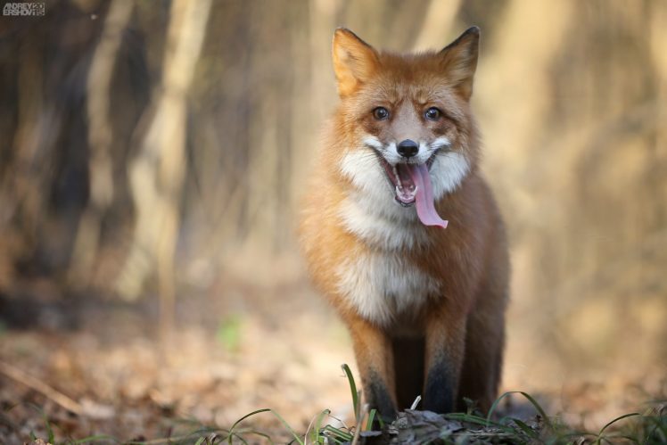 fox, Red, Chasing, Hunting, Tired, Tongue, Foxes HD Wallpaper Desktop Background