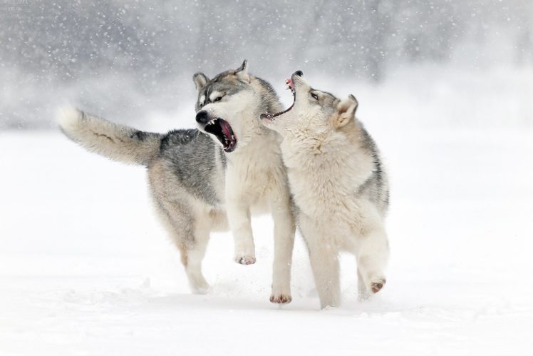 winter, Snow, Wolf, Wolf, Play, Grin, Love HD Wallpaper Desktop Background