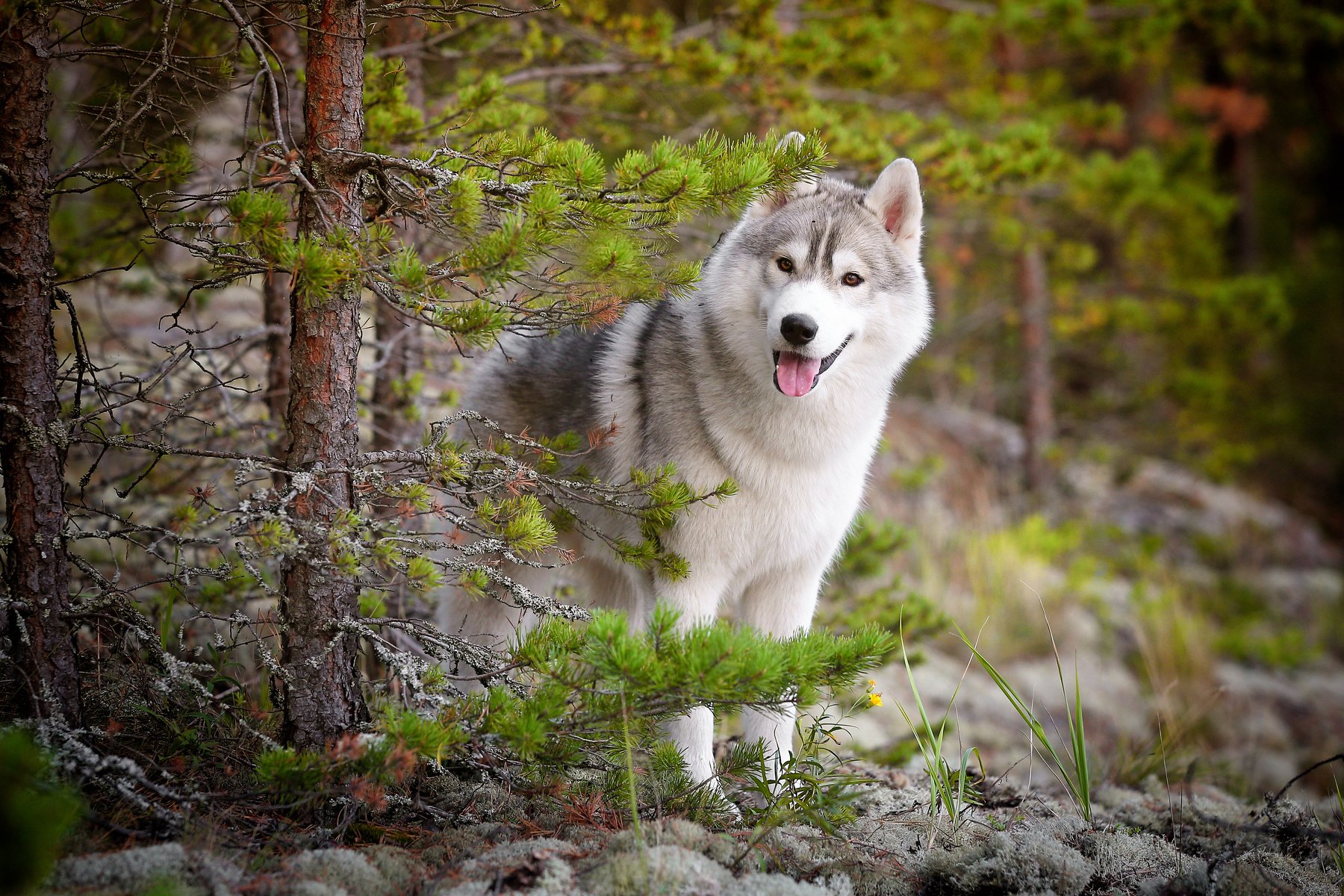 forest, Thicket, Tree, Wolf, Looks Wallpaper