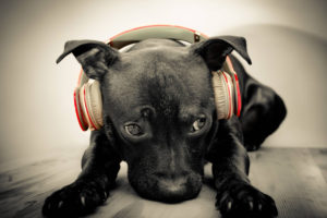 a, Dog, With, Headphones