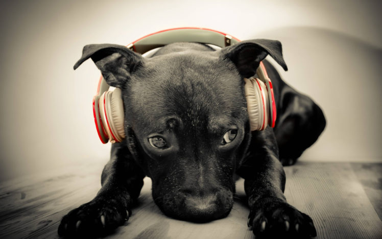 a, Dog, With, Headphones HD Wallpaper Desktop Background