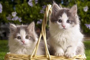 sweet, Kitten, Animal, Basket, Cute