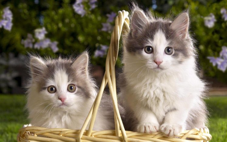 sweet, Kitten, Animal, Basket, Cute HD Wallpaper Desktop Background