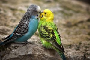 pareja, Periquitos, Aves, Animales