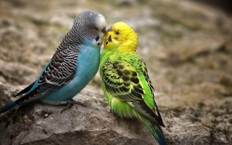 pareja, Periquitos, Aves, Animales HD Wallpaper Desktop Background
