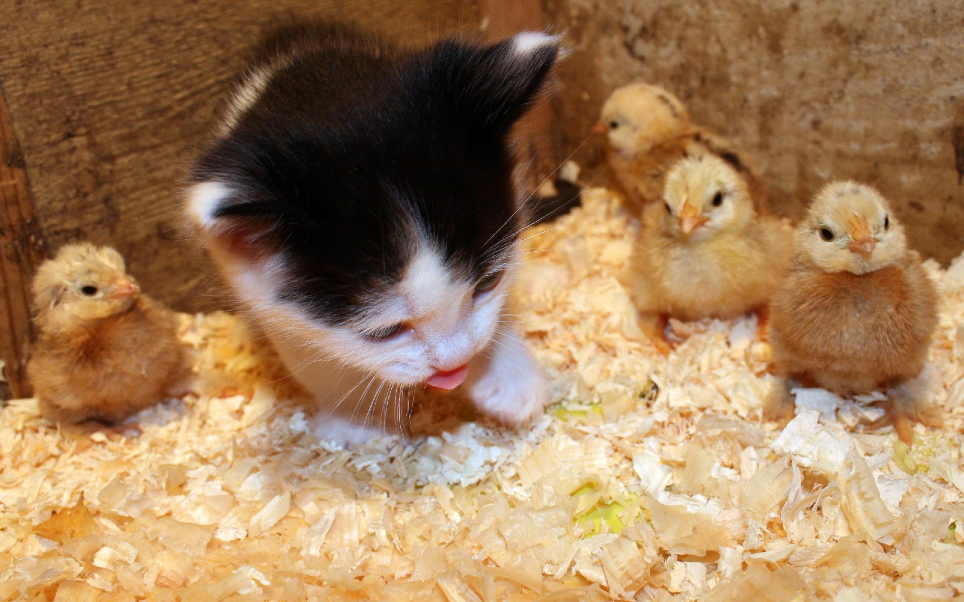 cats, Animals, Chickens, Kittens, Chicks,  chickens , Baby, Birds Wallpaper