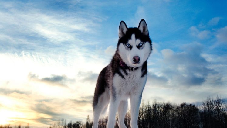 husky, Perro, Canino, Animal HD Wallpaper Desktop Background