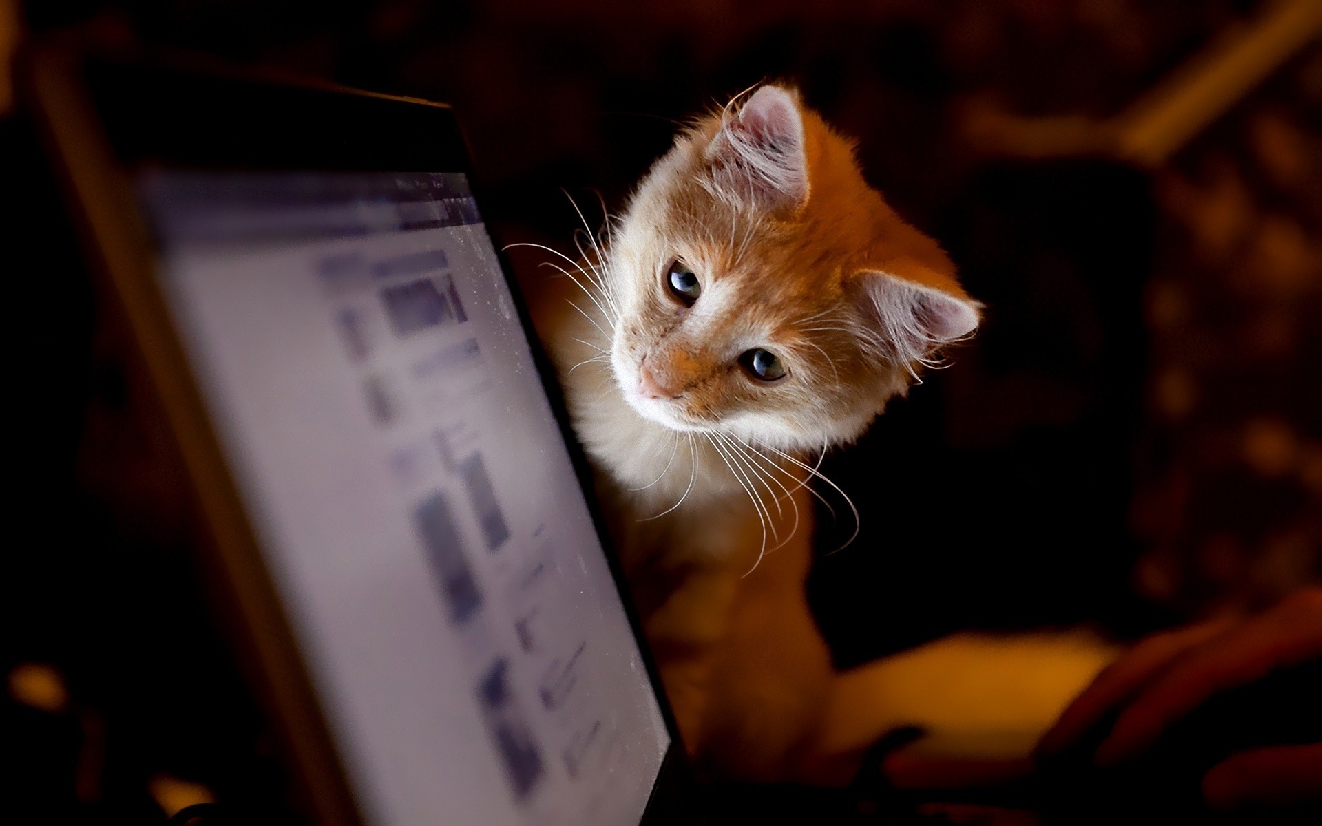 computers, Cats, Animals, Curious, Laptops, Screen, Peeking Wallpaper