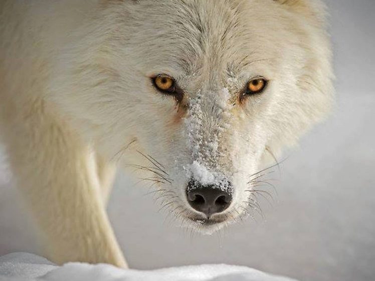 winter, Snow, Nature, Landscape, Wolf, Wolves HD Wallpaper Desktop Background