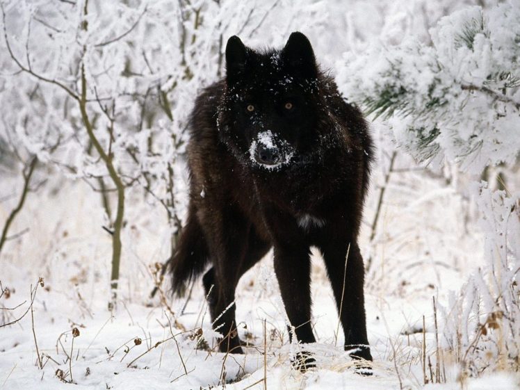 winter, Snow, Nature, Landscape, Wolf, Wolves HD Wallpaper Desktop Background