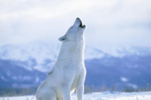 winter, Snow, Nature, Landscape, Wolf, Wolves