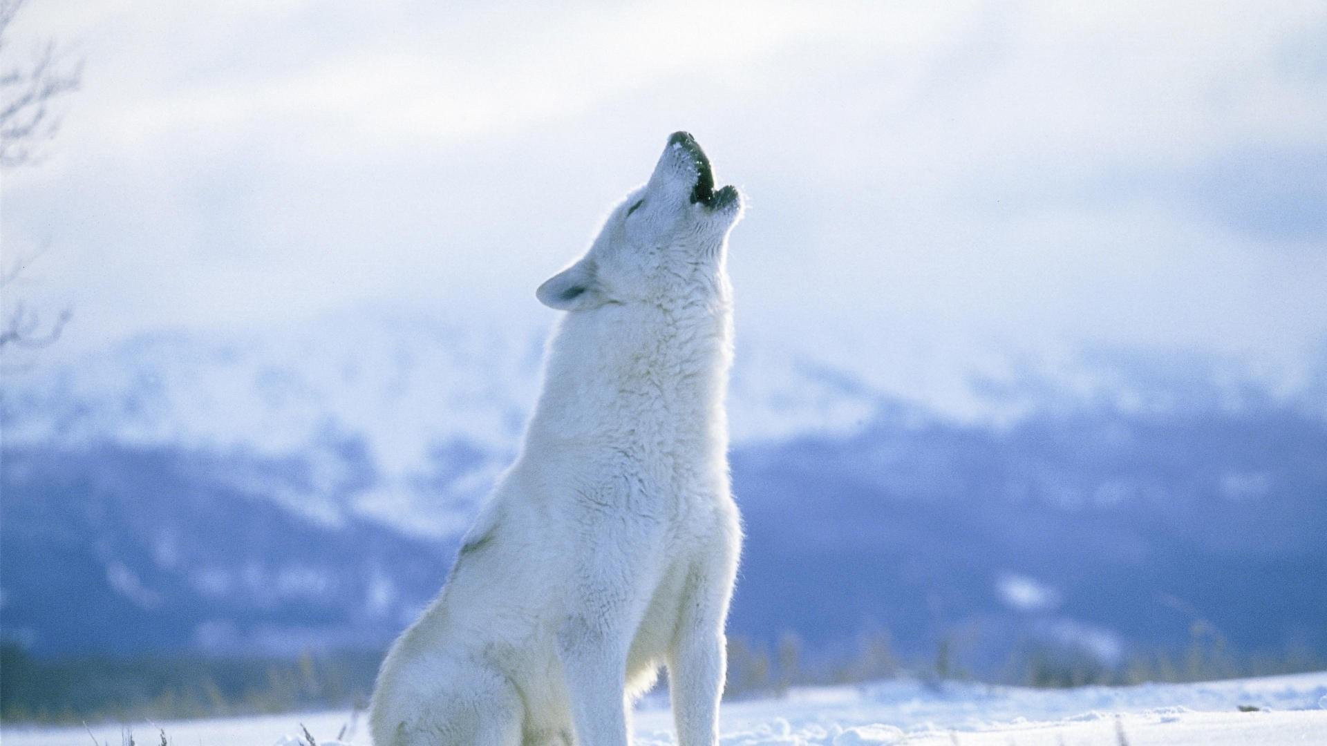 winter, Snow, Nature, Landscape, Wolf, Wolves Wallpaper