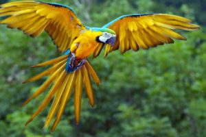 colorful, Parrot, Bird, Cute, Animal, Nature, Beauty