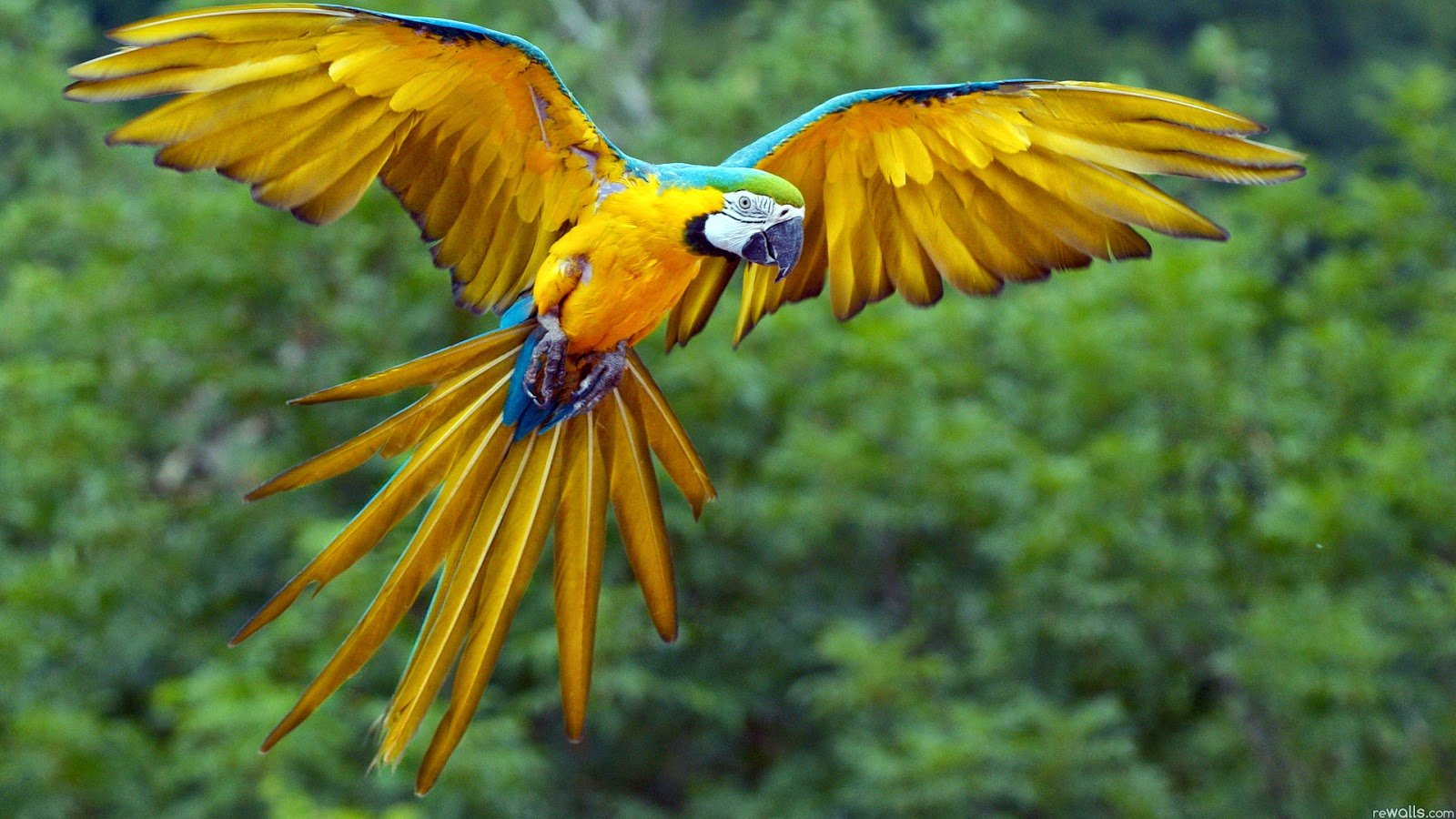 colorful, Parrot, Bird, Cute, Animal, Nature, Beauty Wallpapers HD /  Desktop and Mobile Backgrounds