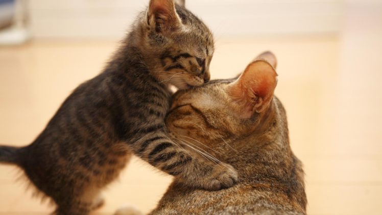 love, Cats, Animals HD Wallpaper Desktop Background