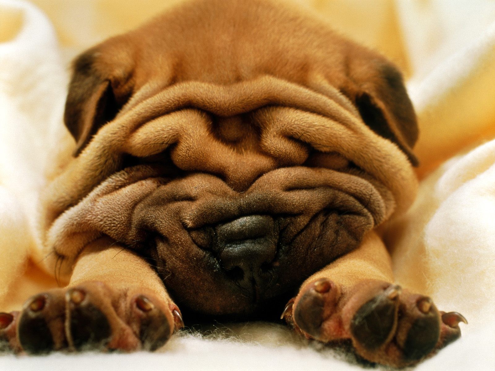 animals, Dogs Wallpaper