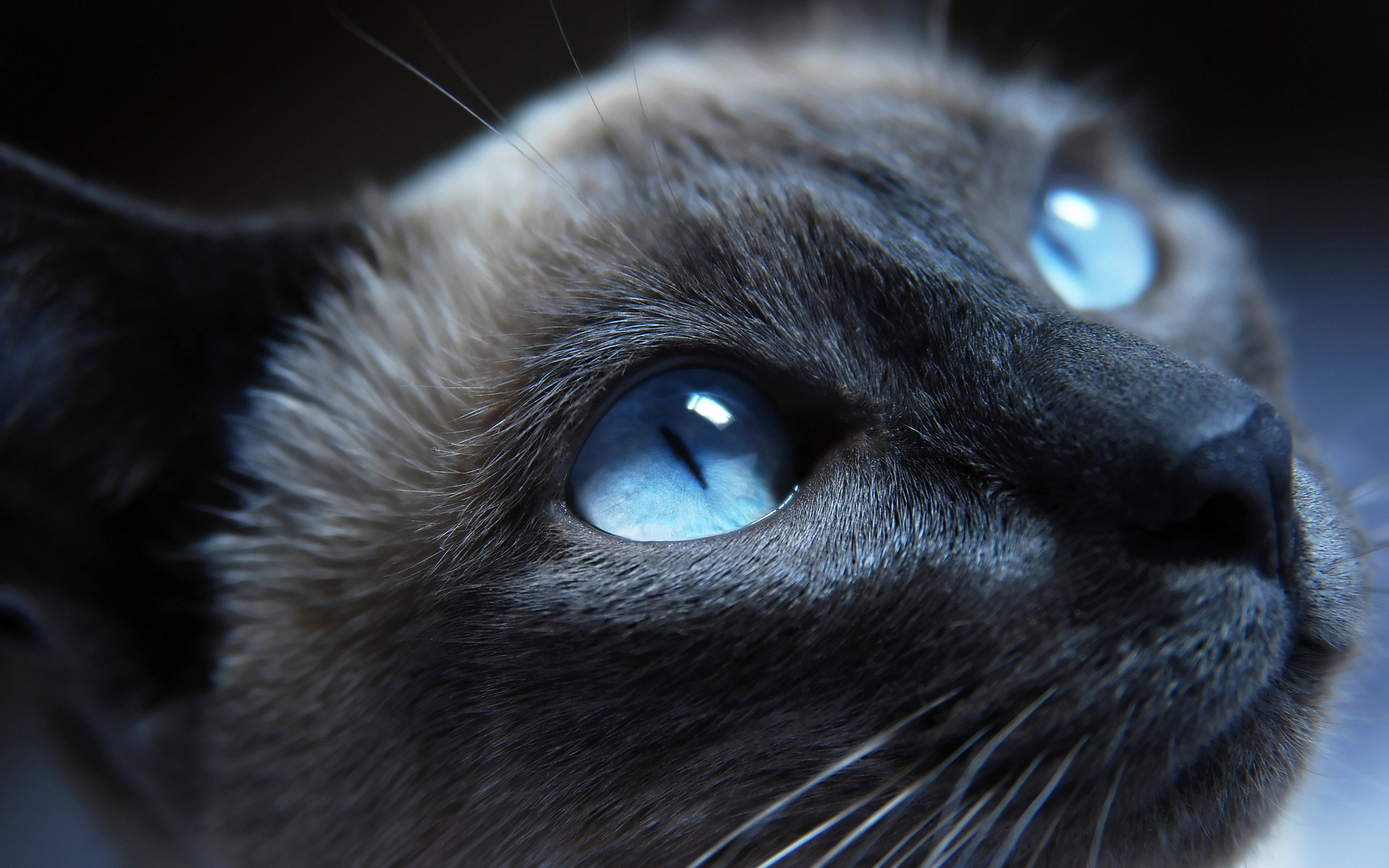 siamese, Cat, With, Blue, Eyes Wallpaper