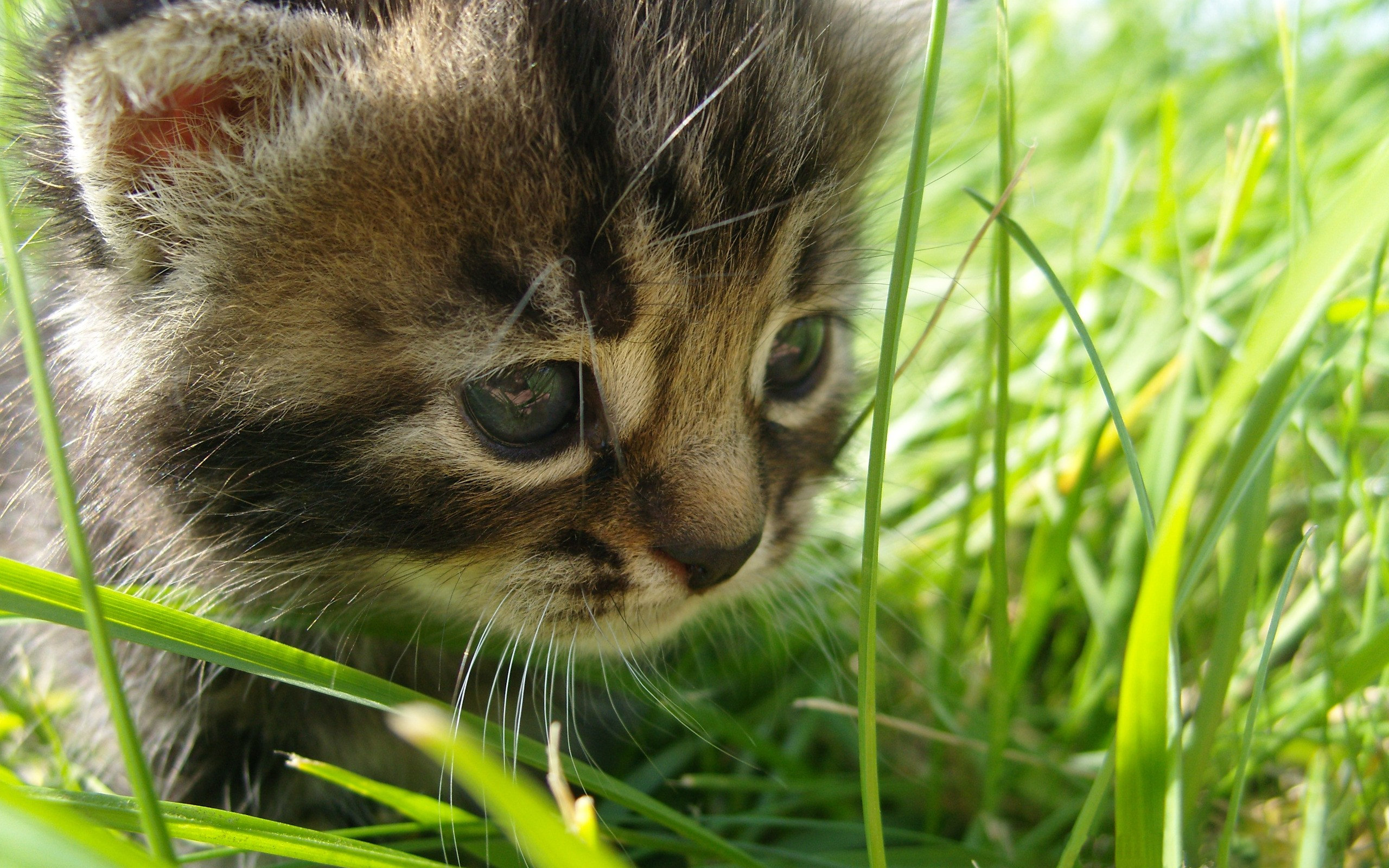 kitten, In, The, Grass Wallpaper
