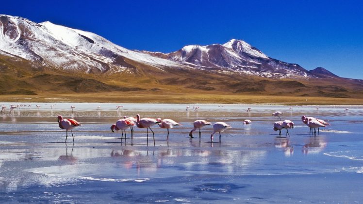 mountains, Landscape, Nature, Mountain, Flamingo HD Wallpaper Desktop Background