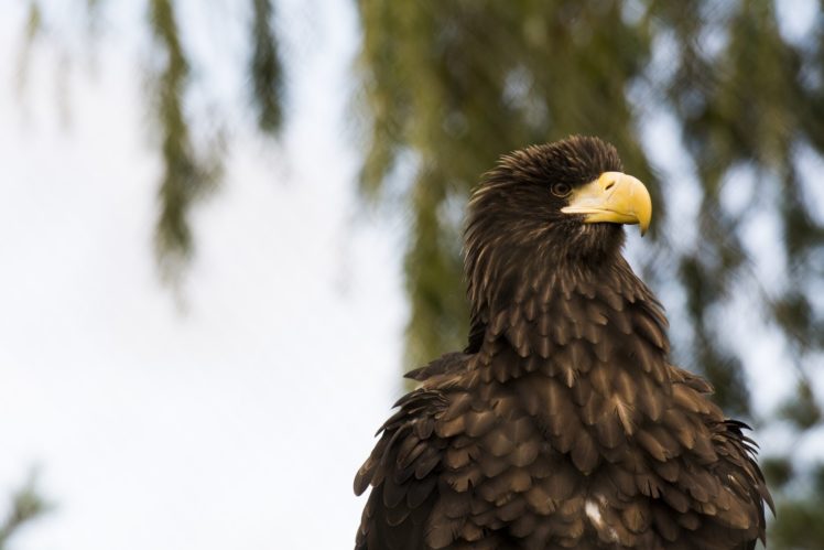 eagle, Bird, Predator, Beak, Feathers HD Wallpaper Desktop Background