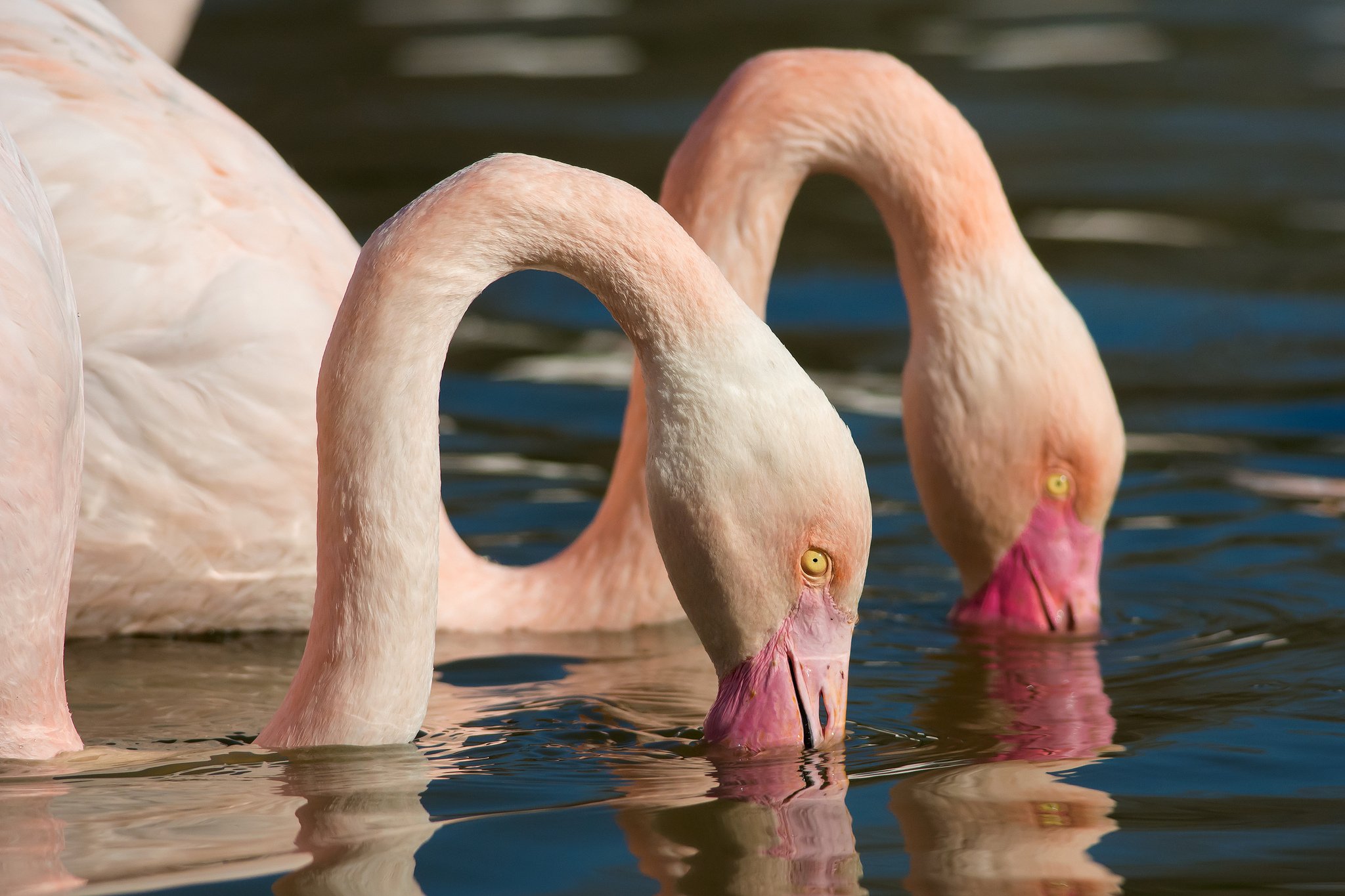 flamingo, Water, Two, Animals Wallpaper