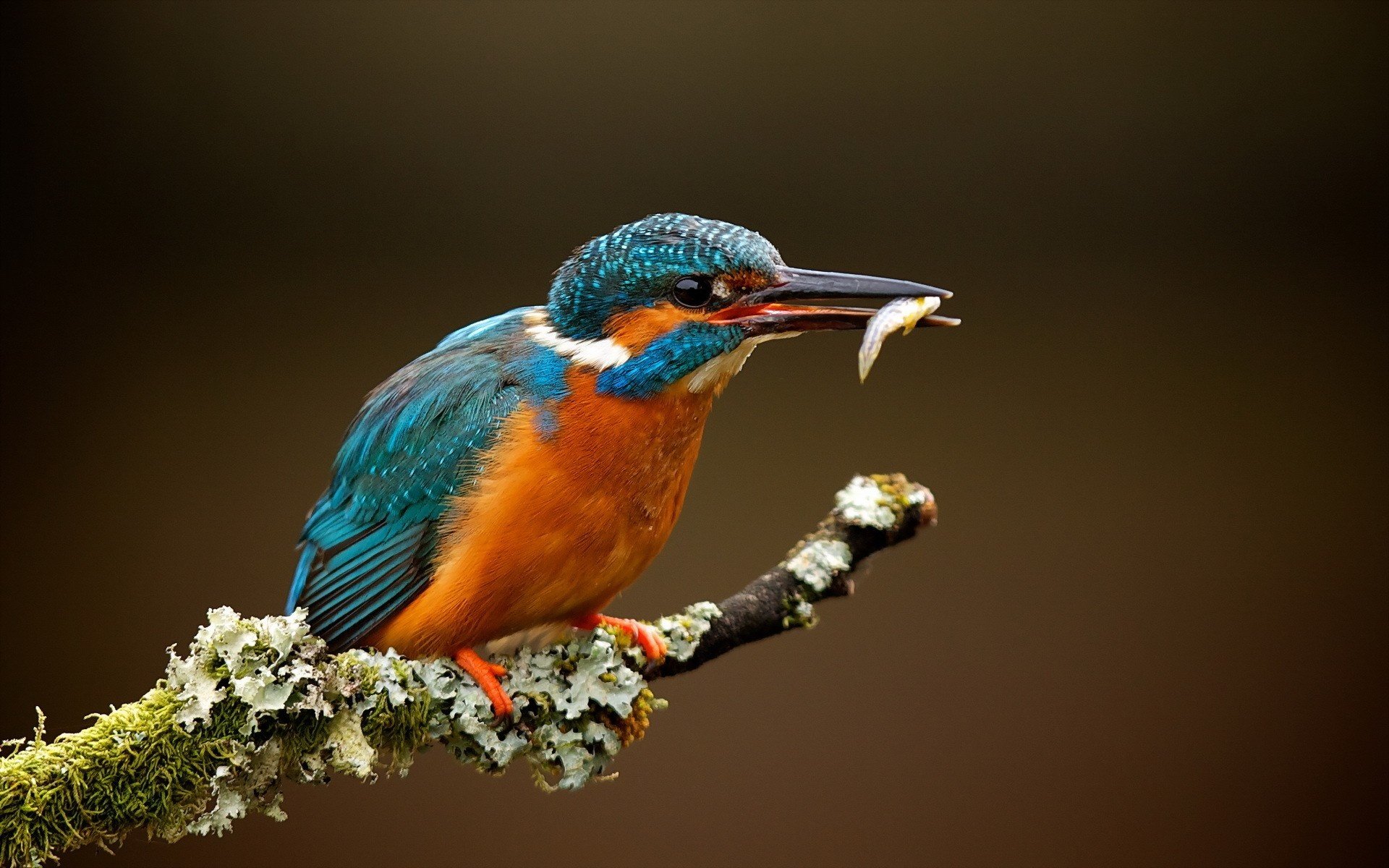 kingfisher, Bird, Beak, Feathers, Feathers, Fish, Branch, Flowers, Blue, Orange, Macro, Animals Wallpaper
