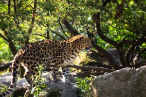 amur, Leopard, Leopard, Wild, Cat, Predator, Profile, Spots, Fur