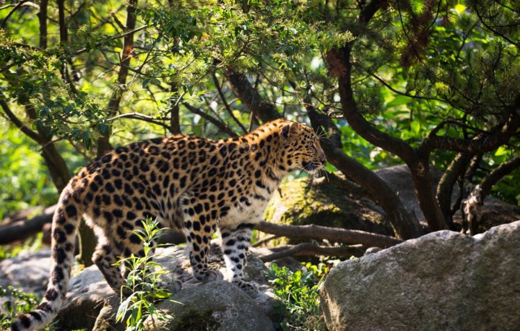 amur, Leopard, Leopard, Wild, Cat, Predator, Profile, Spots, Fur HD Wallpaper Desktop Background