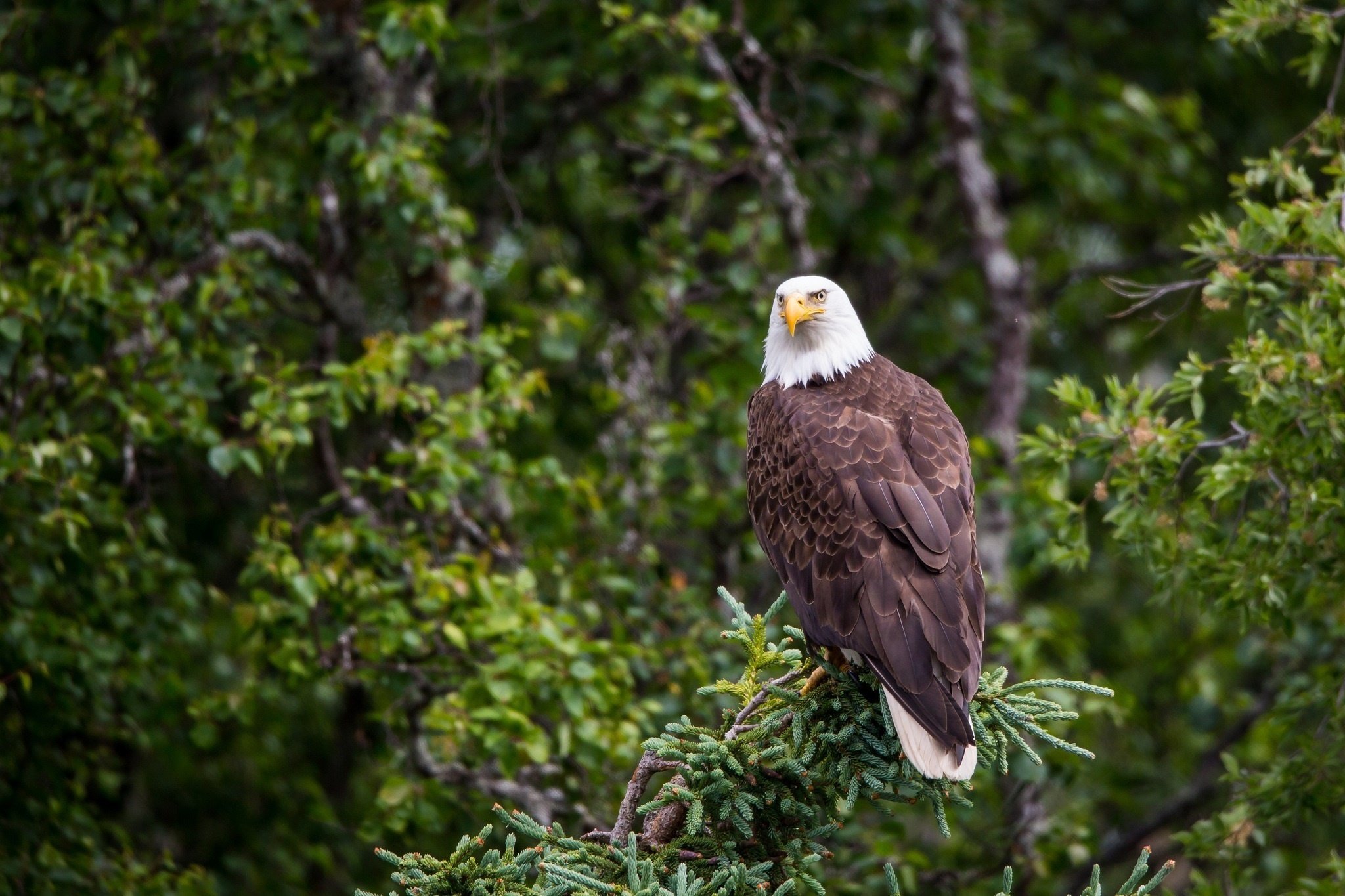 bald, Eagle, Predato Wallpaper