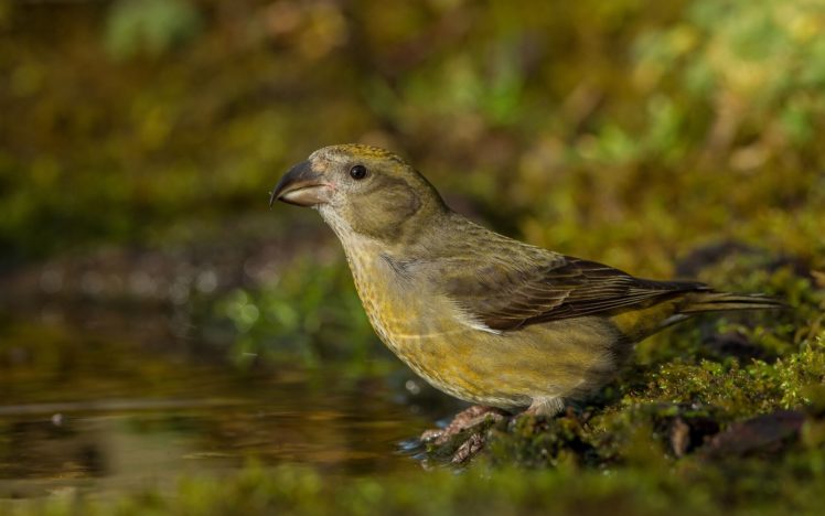 birds, Closeup, Loxia, Animals HD Wallpaper Desktop Background