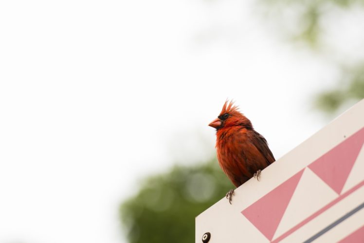 cardinal, Bird, Red HD Wallpaper Desktop Background