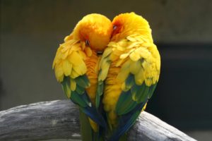birds, Parrot, Love, Two, Animals