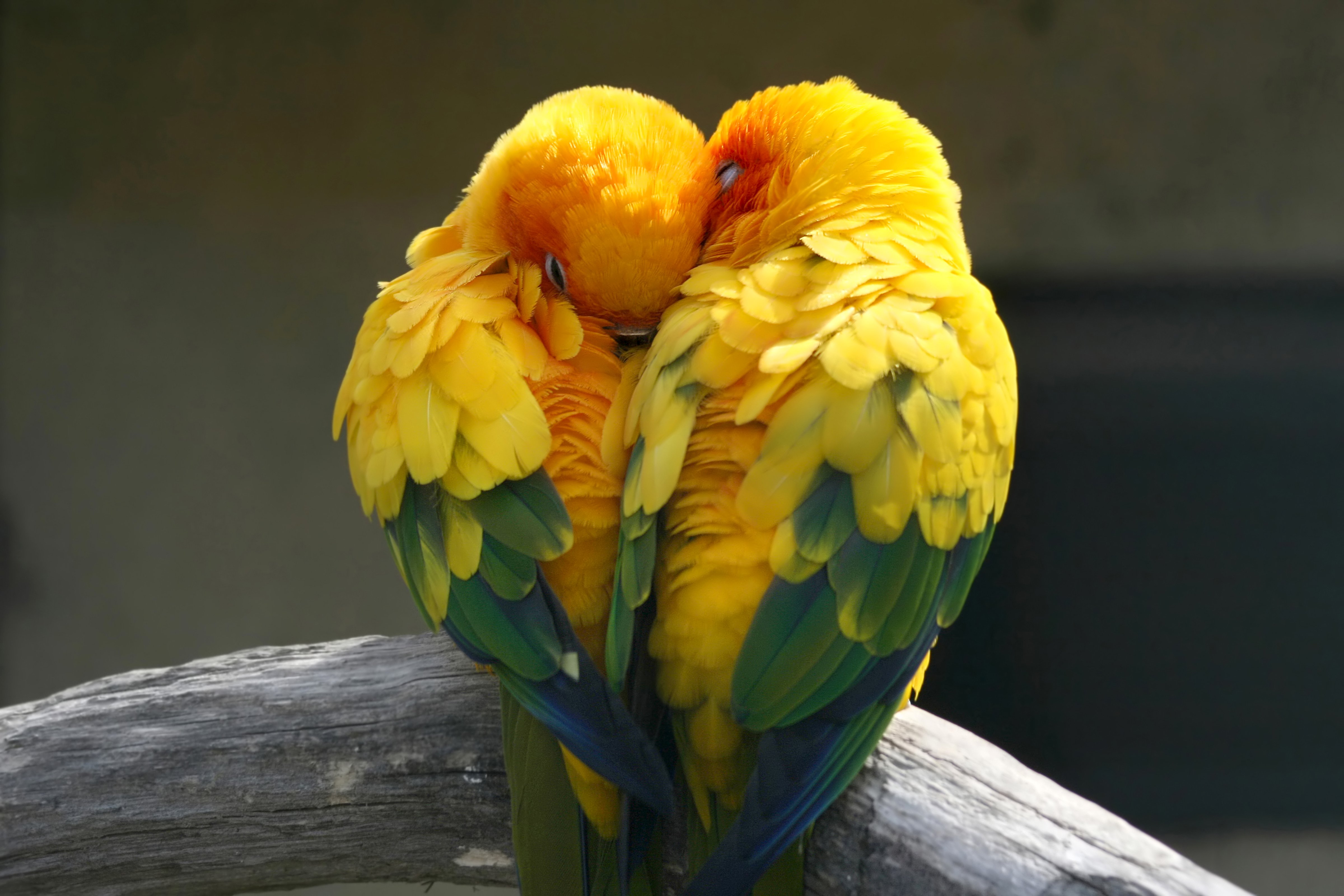 birds, Parrot, Love, Two, Animals Wallpaper