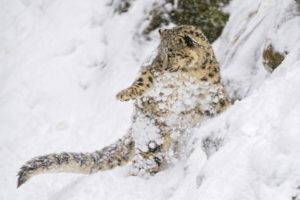 snow, Leopard, Snow, Leopard, Wild, Cat, Predator, Cub, Kitten, Baby, Jump, Play, Slope, Snow