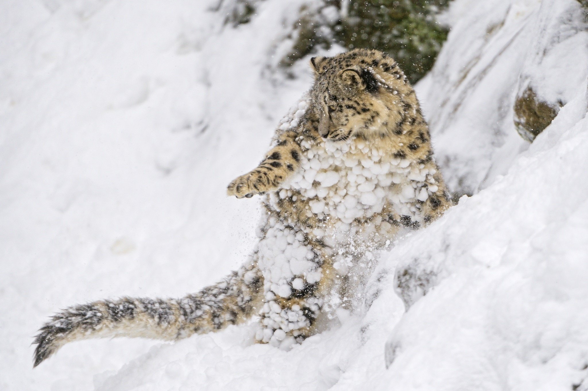 snow, Leopard, Snow, Leopard, Wild, Cat, Predator, Cub, Kitten, Baby, Jump, Play, Slope, Snow Wallpaper
