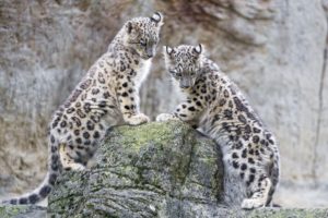snow, Leopard, Snow, Leopard, Wild, Cat, Predator, Leopards, Couple, Cub