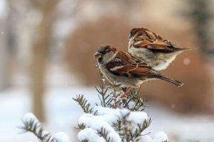 sparrow, Birds, Winter