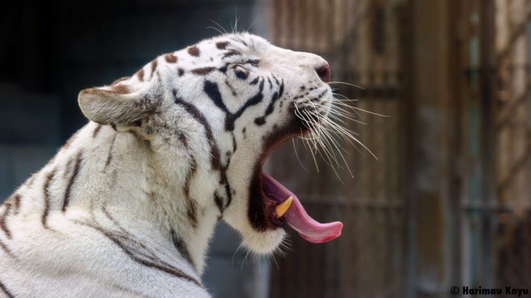 white, Tiger, Tiger, Wild, Cat, Predator, Face, Profile, Yawning, Jaws, Teeth, Tongue, Zoo HD Wallpaper Desktop Background