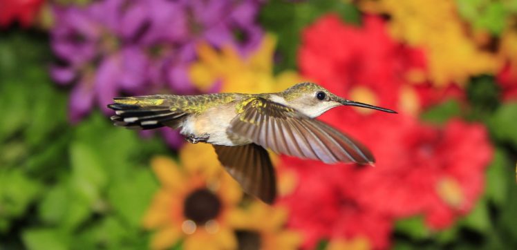 birds, Colibri, Animals HD Wallpaper Desktop Background