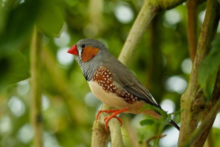 birds, Common, Chaffinch, Animals HD Wallpaper Desktop Background
