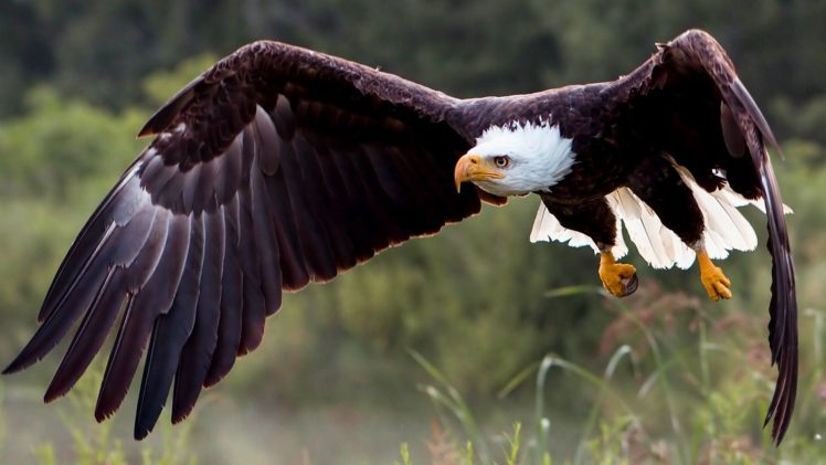 birds, Eagles, Bald, Eagle, Animals HD Wallpaper Desktop Background