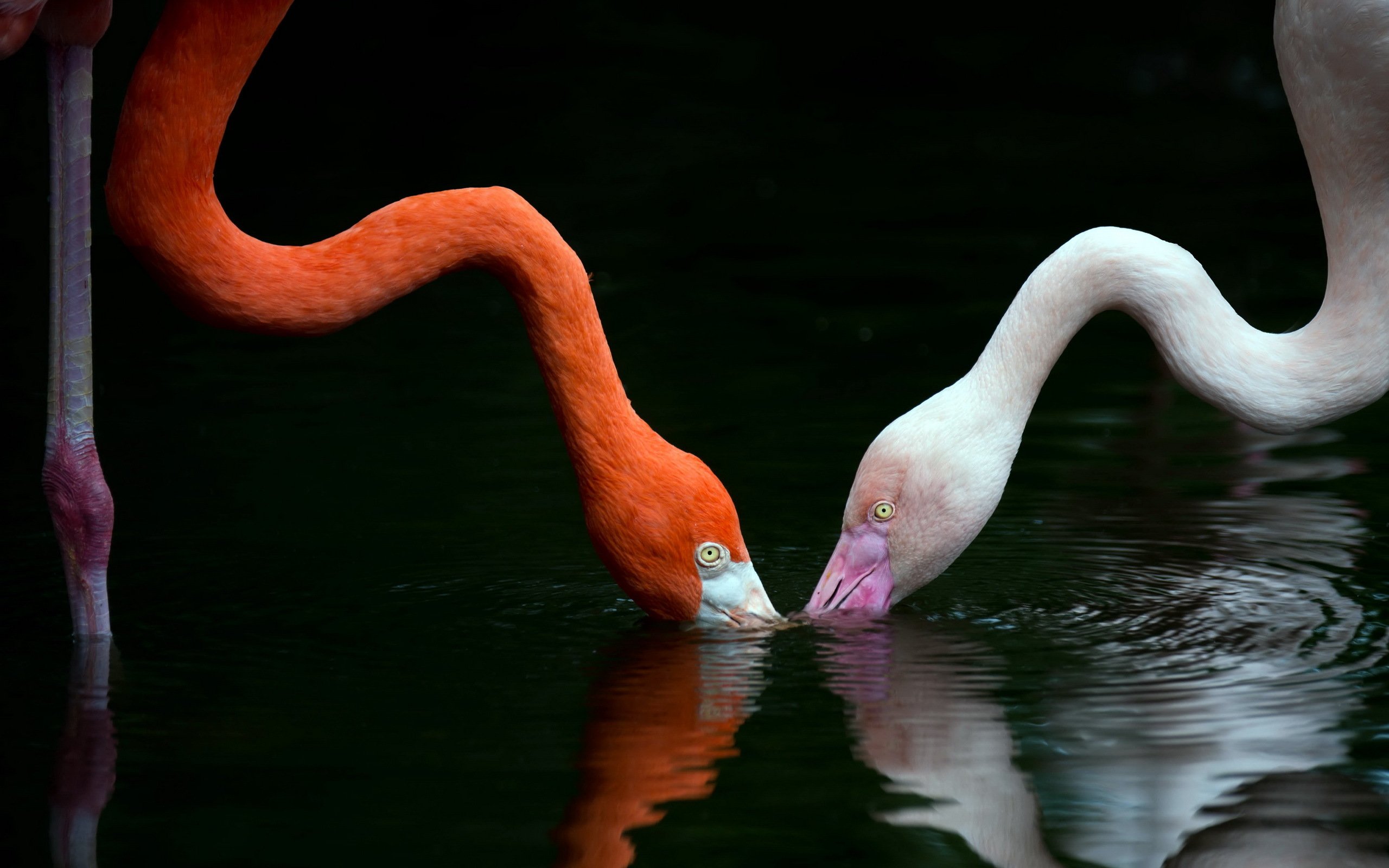 birds, Flamingo, Water, Two, Animals Wallpaper