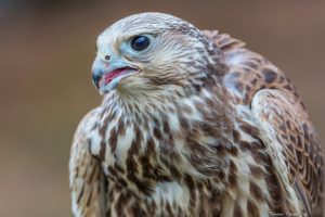 birds, Falcon, Closeup, Animals