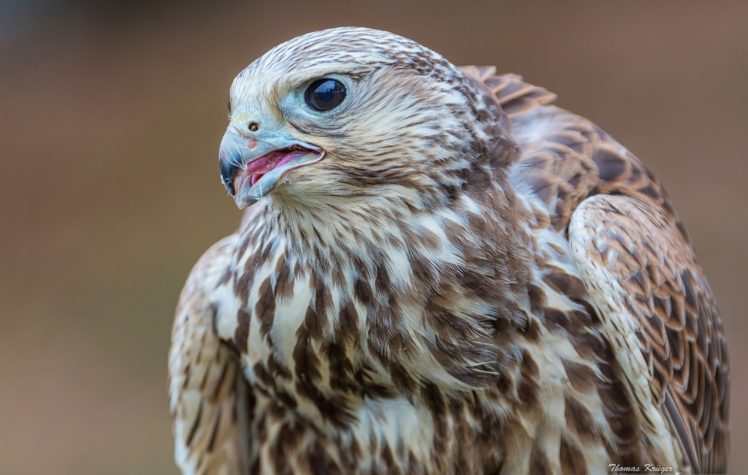 birds, Falcon, Closeup, Animals HD Wallpaper Desktop Background
