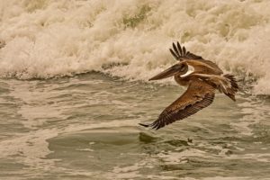 birds, Waves, Pelican, Water, Flight, Animals