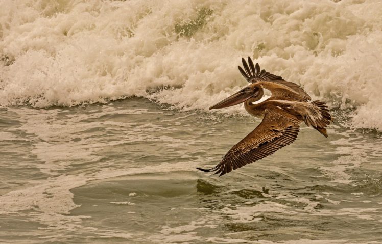 birds, Waves, Pelican, Water, Flight, Animals HD Wallpaper Desktop Background