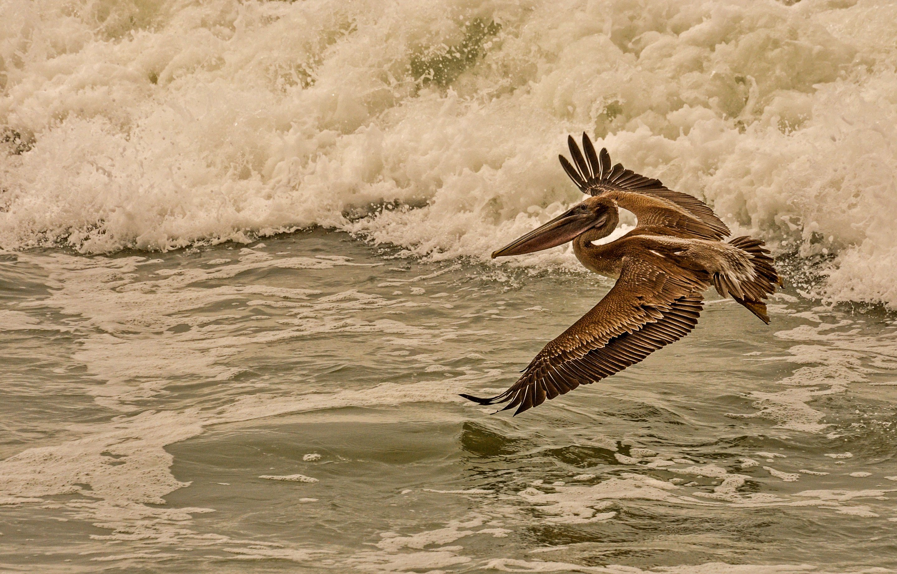 birds, Waves, Pelican, Water, Flight, Animals Wallpaper